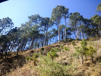 Low angle view of trees against clear sky