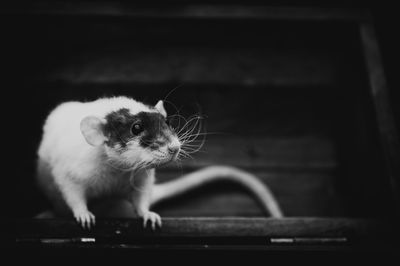 Close-up of rat against steps