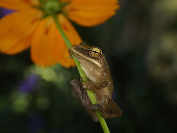 Close-up of frog on flower