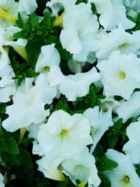 Full frame shot of white flowers