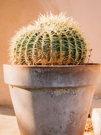 Close-up of potted plant