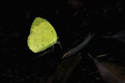 Close-up of butterfly on leaf