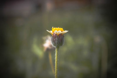 Close-up of flower blooming outdoors