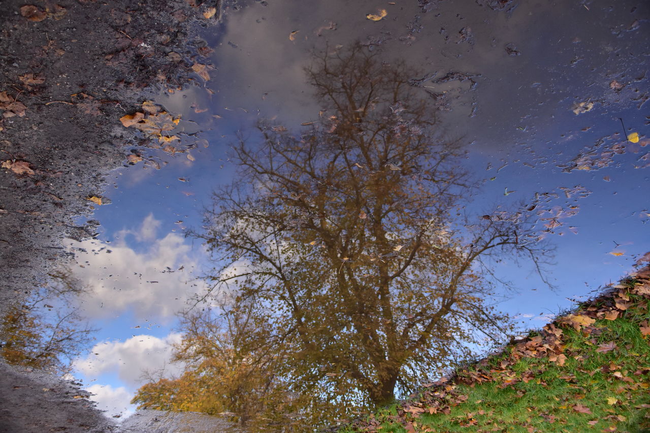 REFLECTION OF TREES IN PUDDLE ON AUTUMN