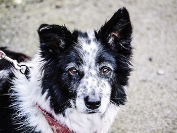 Close-up portrait of dog during the day