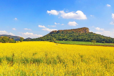 Scenic view of oilseed rape field against sky