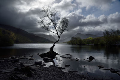 Bare tree by lake against sky