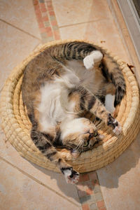 High angle view of cat sleeping in basket