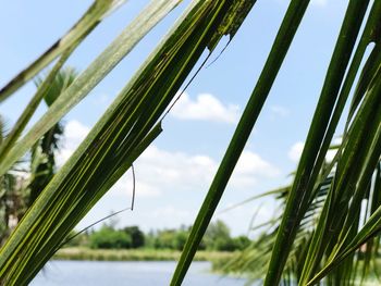 Low angle view of palm leaves against sky