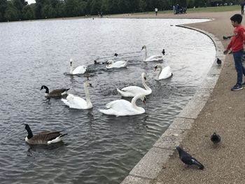 High angle view of swans swimming in lake