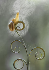 Snail on beautiful place