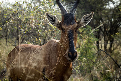 Portrait of impala standing against plants on field