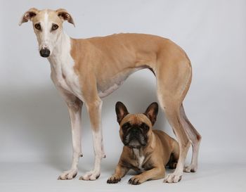 Portrait of dog against white background