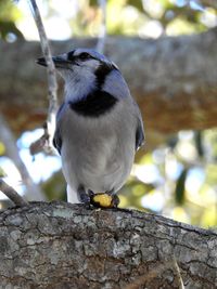 Close-up of bird perching on rock