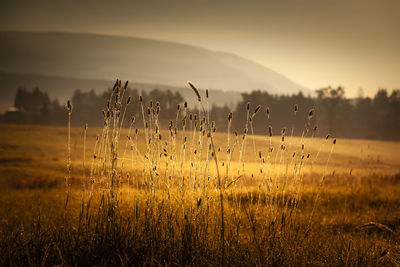 Plants growing on field against sky during sunset