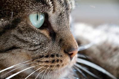 Close-up of a cat looking away