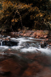 River flowing in forest