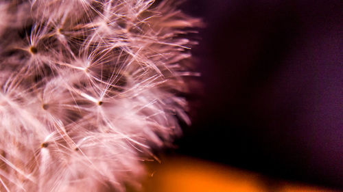 Close-up of dandelion