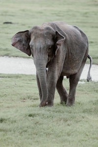 Elephant walking on field