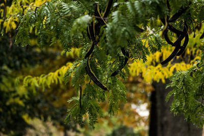 Leaves growing outdoors