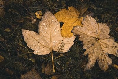 High angle view of dry maple leaf on land