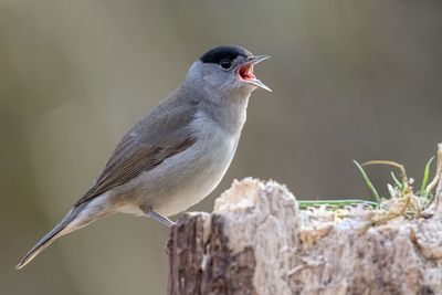 Close-up of bird perching on wood