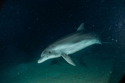 One dolphin swimming in the red sea, eilat israel a.e