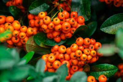 Close-up of fruits growing on tree