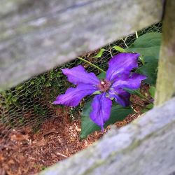 Close-up of purple flowers blooming