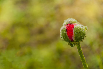 Close-up of red poppy bud