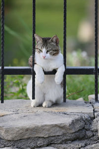 Cat sitting on stone wall outdoors