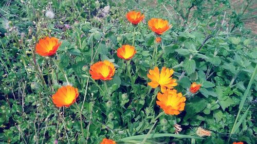 Close-up of orange flowering plants