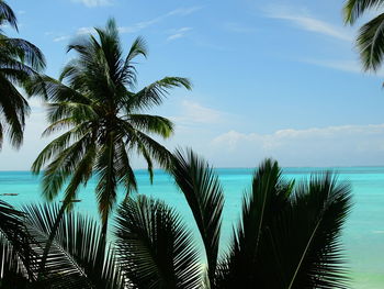 Palm trees by sea against sky