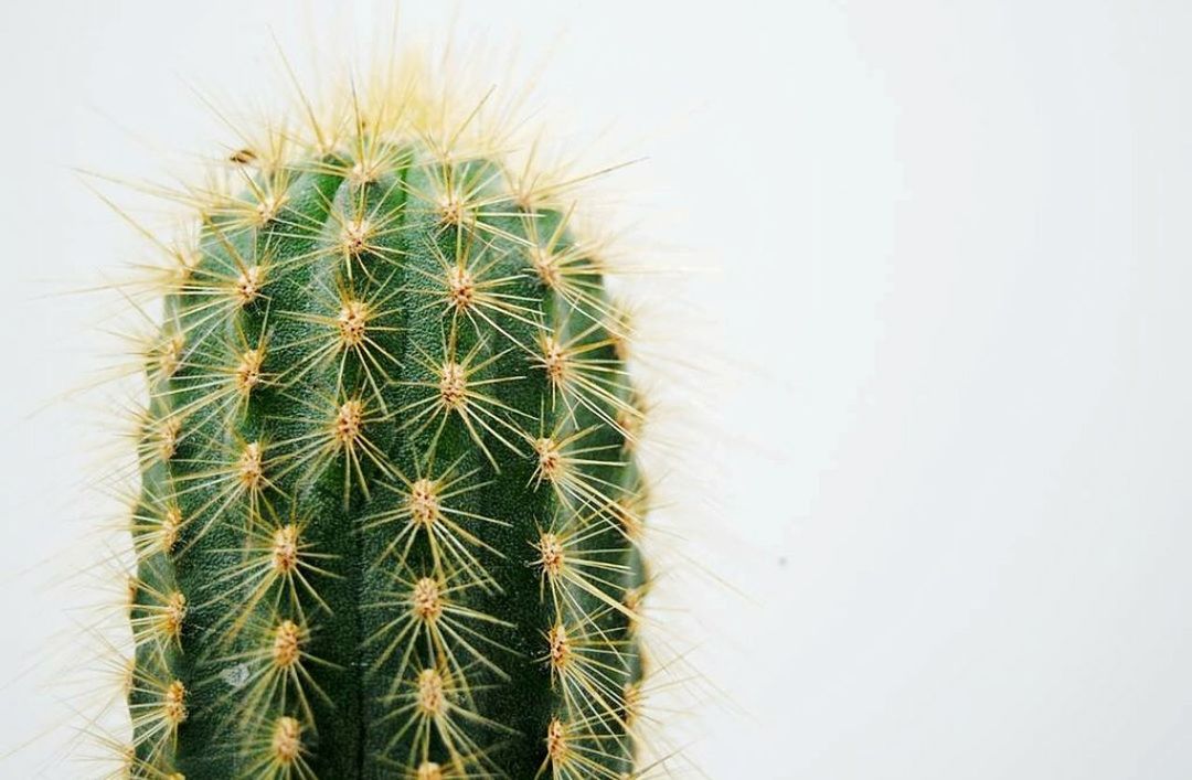 CLOSE-UP OF CACTUS PLANT AGAINST WHITE BACKGROUND