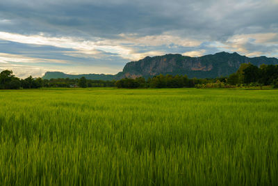 Scenic view of agricultural field against sky