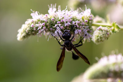 Close-up of insect on purple flower