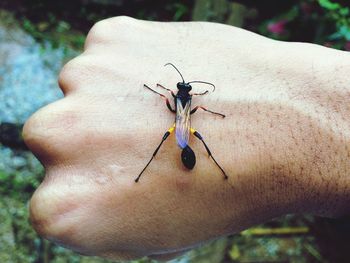 Close-up of hand holding insect