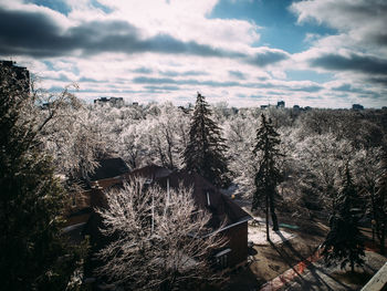 Trees against cloudy sky