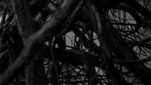 Low angle view of tree