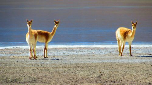 Llamas at lakeshore