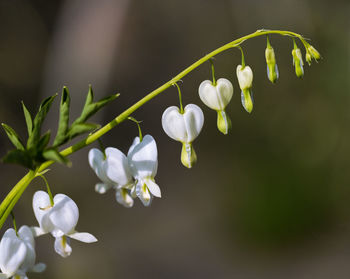 Close-up of white flowering plant