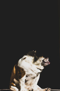 Close-up of dog sitting against black background