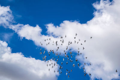 Low angle view of birds flying against sky