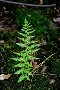 Close-up of plant growing outdoors