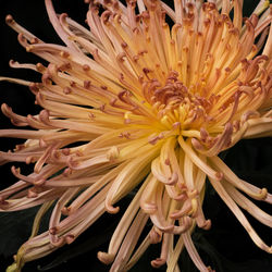 Close-up of honey bee on flower