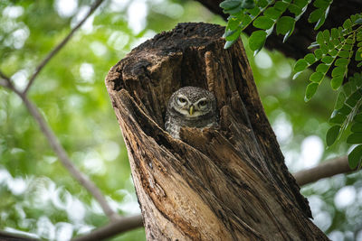 Low angle view of a bird