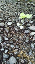 Full frame shot of pebbles in water