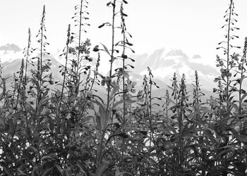 Close-up of flowering plants against sky