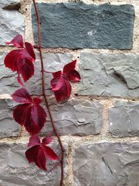 Close-up of red rose blooming against wall