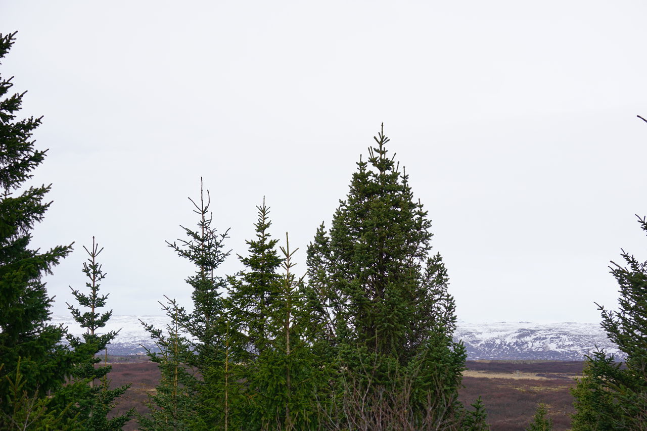 TREES GROWING AGAINST SKY